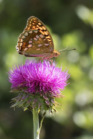 Byk nci (Fabriciana adippe)