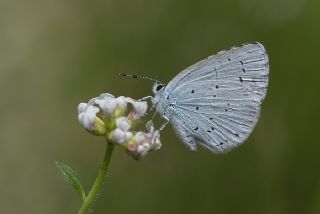 Kutsal Mavi (Celastrina argiolus)