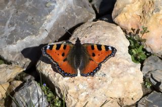 Aglais (Aglais urticae)