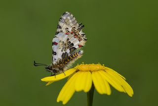 Orman Fistosu (Allancastria  cerisyi)