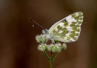 Yeni Beneklimelek (Pontia edusa)