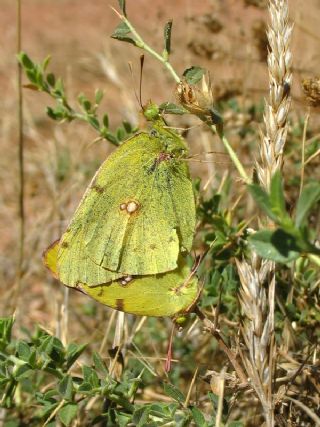 Sar Azamet (Colias croceus)