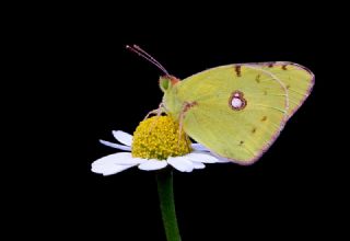 Sar Azamet (Colias croceus)
