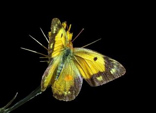 Sar Azamet (Colias croceus)