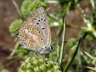 okgzl Dafnis (Polyommatus daphnis)