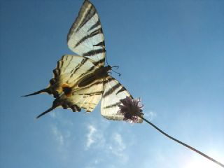 Erik Krlangkuyruk (Iphiclides podalirius)