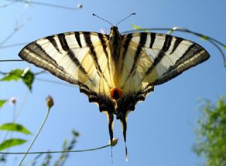 Erik Krlangkuyruk (Iphiclides podalirius)