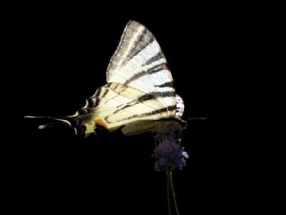 Erik Krlangkuyruk (Iphiclides podalirius)