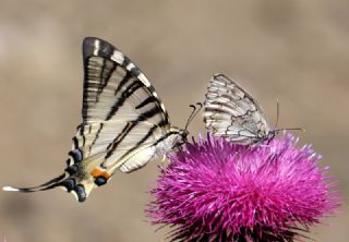 Erik Krlangkuyruk (Iphiclides podalirius)
