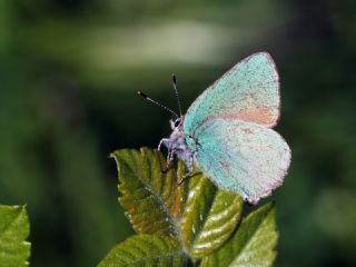 Zmrt (Callophrys rubi)