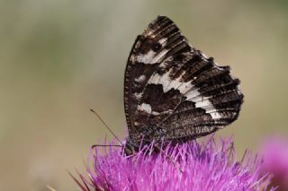 Kara Murat (Brintesia  circe)