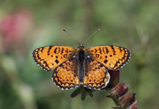 Trkistan parhan (Melitaea arduinna)