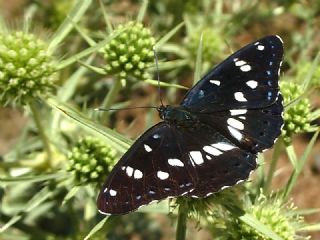 Akdeniz Hanmeli Kelebei (Limenitis reducta)