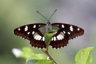 Akdeniz Hanmeli Kelebei (Limenitis reducta)