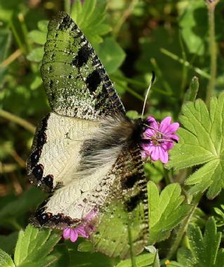 Yalanc Apollo (Archon apollinus)