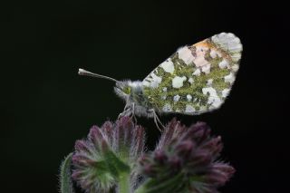 Step Ssls (Anthocharis gruneri)