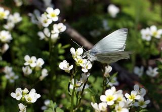 Yalanc Beyazmelek (Pieris pseudorapae)