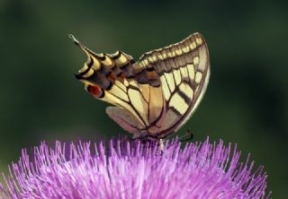 Krlangkuyruk (Papilio machaon)