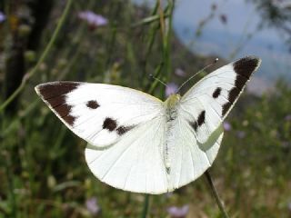 Byk Beyazmelek  (Pieris brassicae)