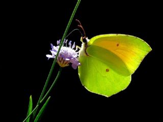 Kleopatra (Gonepteryx cleopatra)