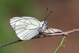 Al Beyaz (Aporia crataegi)