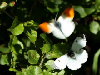 Turuncu Ssl (Anthocharis cardamines)
