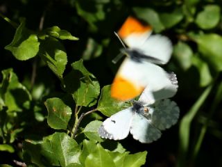 Turuncu Ssl (Anthocharis cardamines)