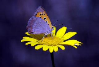 Benekli Bakr Gzeli (Lycaena phlaeas)