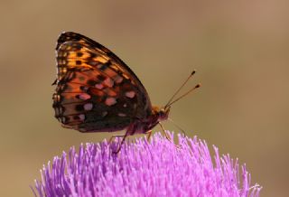Gzel nci (Argynnis aglaja)
