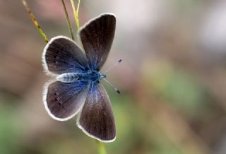 Anadolu Karagz Mavisi (Glaucopsyche astraea)
