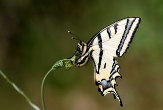 Kaplan Krlangkuyruk (Papilio alexanor)