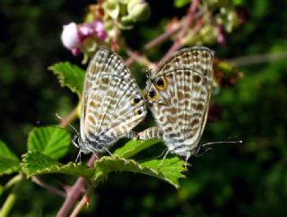 Mavi Zebra (Leptotes pirithous)