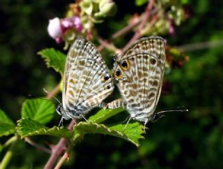 Mavi Zebra (Leptotes pirithous)