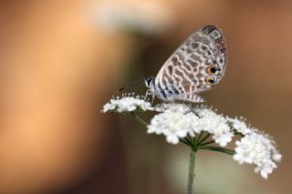 Mavi Zebra (Leptotes pirithous)