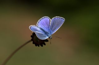 okgzl Mavi (Polyommatus icarus)