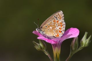 okgzl Gk Mavisi (Polyommatus bellargus)