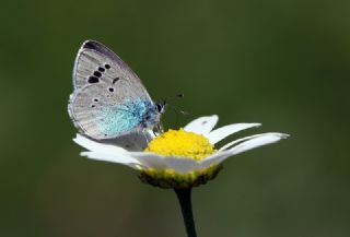 Karagz Mavisi (Glaucopsyche alexis)
