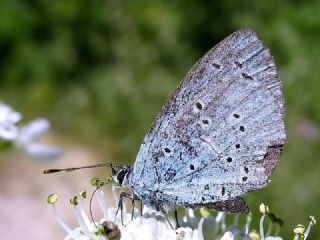 Kutsal Mavi (Celastrina argiolus)