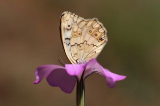 Anadolu Melikesi (Melanargia larissa)