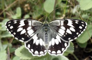 Anadolu Melikesi (Melanargia larissa)