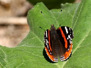 Atalanta (Vanessa atalanta)