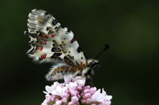 Orman Fistosu (Allancastria  cerisyi)