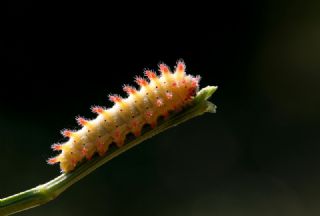 Orman Fistosu (Allancastria  cerisyi)