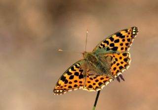 spanyol Kraliesi (Issoria lathonia)