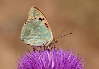 Bahadr (Argynnis pandora)