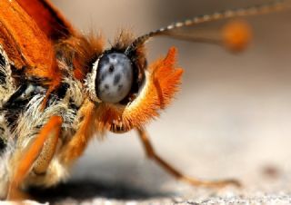 Benekli parhan (Melitaea didyma)