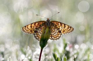Benekli parhan (Melitaea didyma)