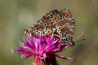 Benekli parhan (Melitaea didyma)