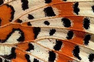 Benekli parhan (Melitaea didyma)