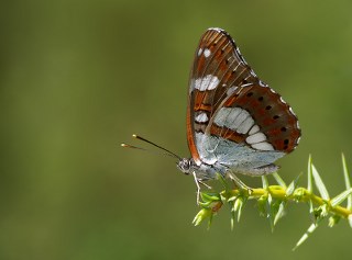 Akdeniz Hanmeli Kelebei (Limenitis reducta)